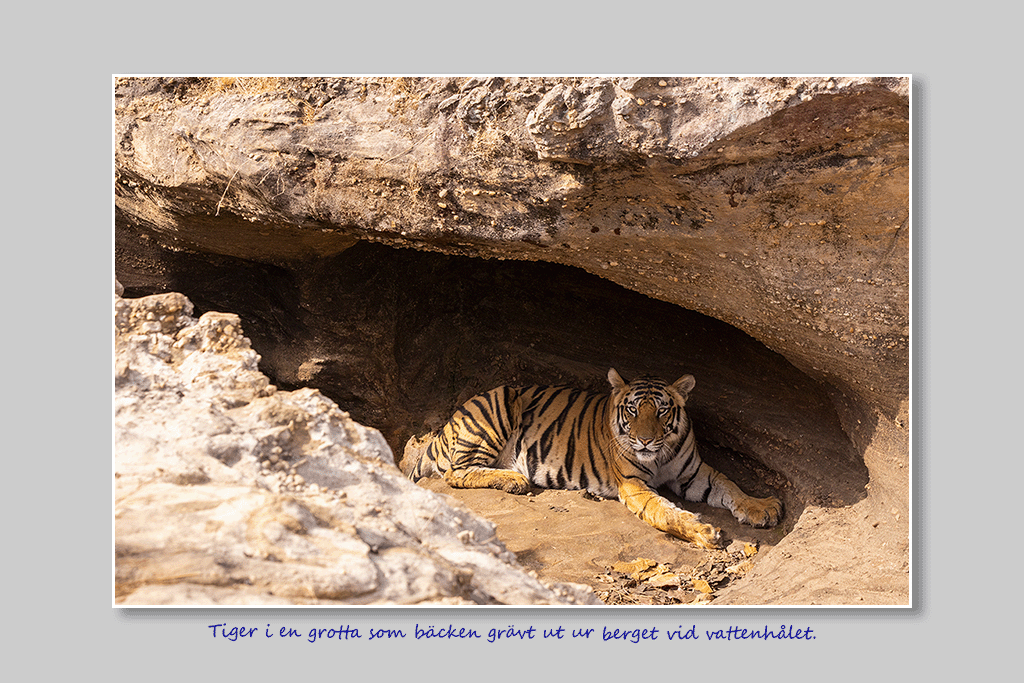 Tiger i en grotta som bäcken grävt ut ur berget vid vattenhålet.